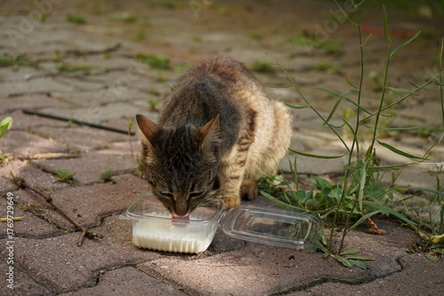 Domestic cat drinking milk from plastic bowl.