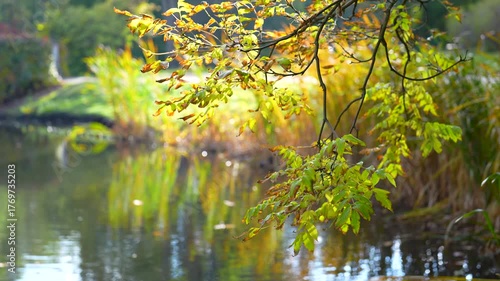 branch with autumn leaves above the water