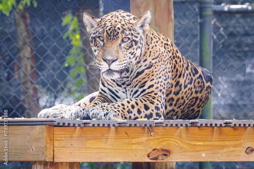 Фотография The jaguar largest cat native to the Americas with the strongest feline bite force at a zoo in Tennessee
