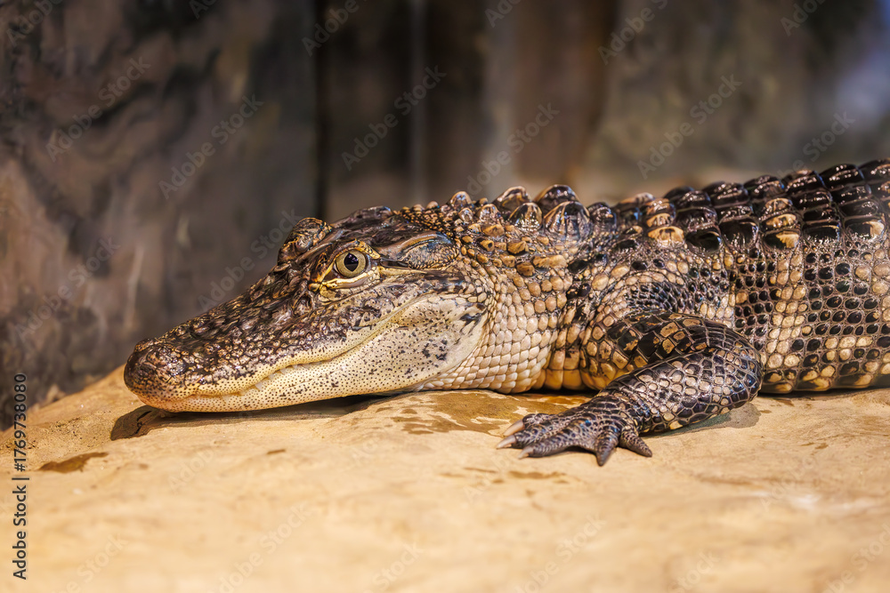 Fototapeta premium American alligator resting in a reptile exhibit at a zoo in Tennessee. North American reptile that lives in warm climates or wetland swamps in the South and Southeast.