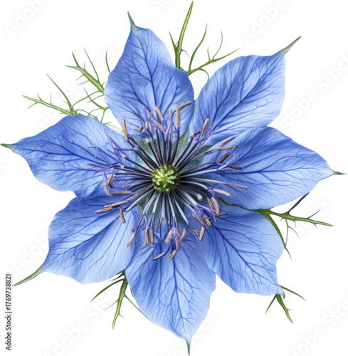 Nigella flower