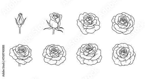 Collection of eight white line art illustrations of roses in various stages of bloom, from a closed bud to a fully opened flower, set against a black background, showcasing the delicate details of