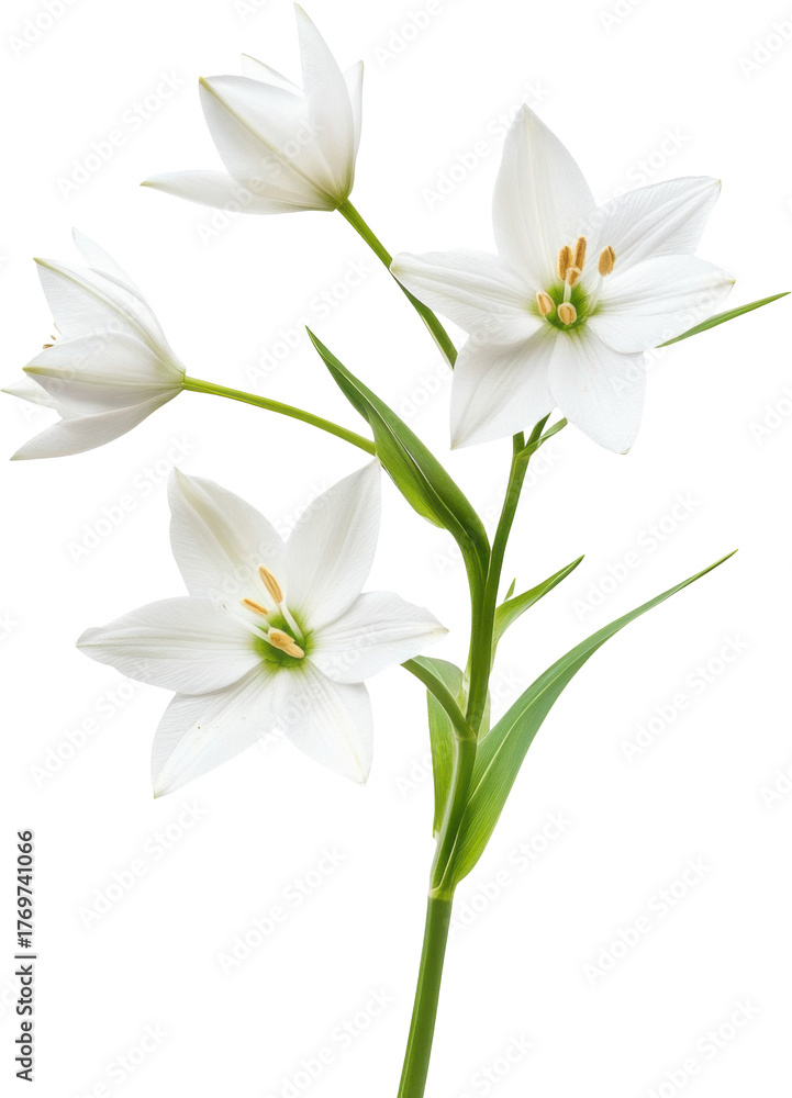 Fototapeta premium Lily flower blooming with green stem on a