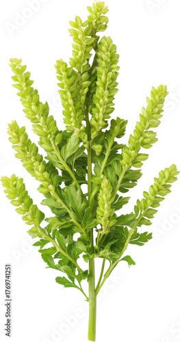 Sage plant with delicate green leaves and flower spikes