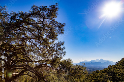 A pine tree crown with cones frames a sunlit view of a green valley and hazy Taurus Mountains from Kepez Forest Park, showcasing nature near urban Antalya. Turkey.


