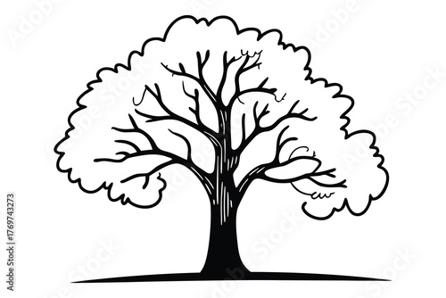 Elm  tree vector illustration