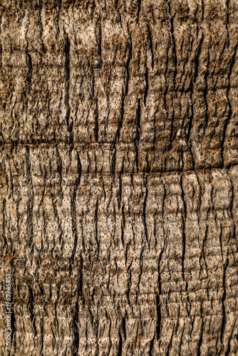 Natural, textured, and unique palm tree bark, showcasing all the intricate details and structure of the trunk. Series 