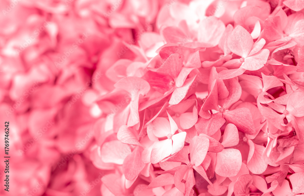 Fototapeta premium Pink flowers close up. Bouquet of red flowers. City flower beds, a beautiful and well-groomed garden with flowering bushes.