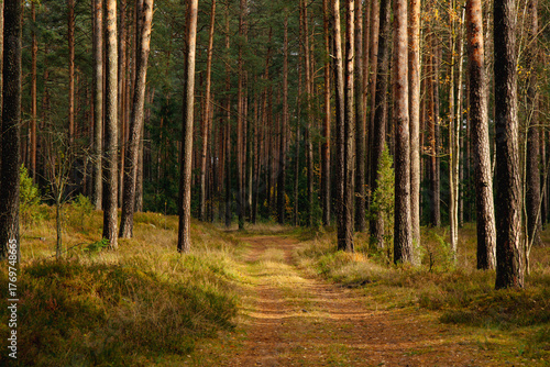 Forest scene in autumn in middle of October in Zakumuiza in Latvia