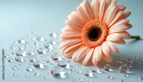 Peach gerbera flower with many clear water drops on light blue surface. Delicate petals and droplets create serene natural macro composition. Freshness and beauty.