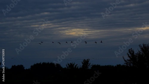 flock of birds in the night sky