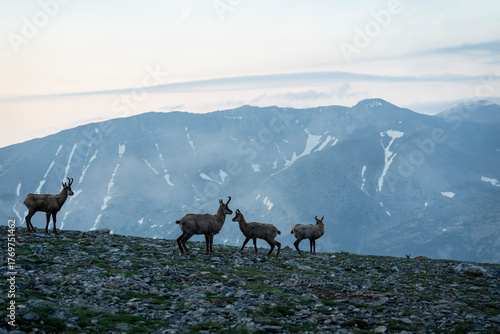 The Goats of Mt. Stefani, Mt. Olympus
