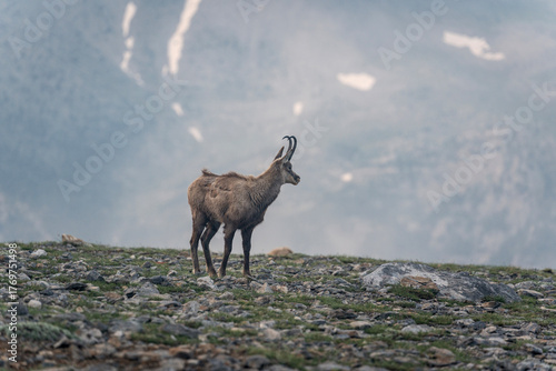 The Goats of Mt. Stefani, Mt. Olympus