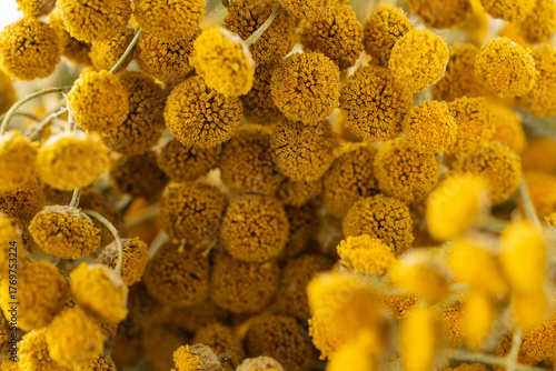Dried tansy flowers macro close-up in natural light