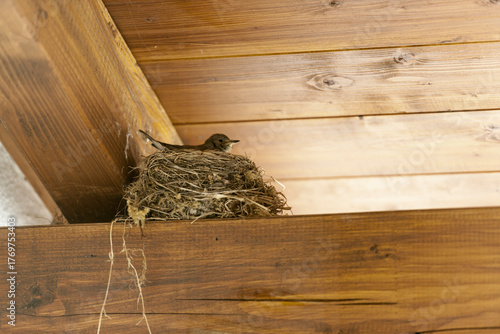 Iduna caligata_Buschspoetter under the roof