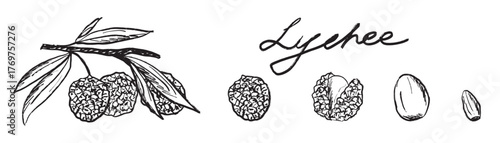 Hand drawn lychee fruit from whole to peeled and stone. Tropical china fruit design. Vector sketch illustration in vintage crayon charcoal style. Package drawing