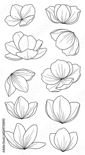 Collection of Outline Botanical Illustrations of Flowers in Different Stages