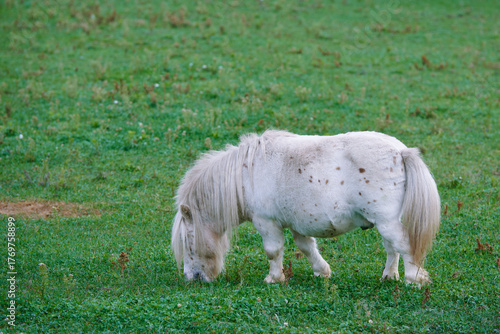 A small white pony eats green grass in a pasture.