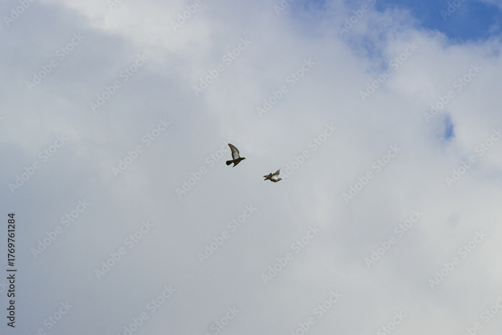 Obraz premium two pigeons flying against the background of white clouds and blue sky