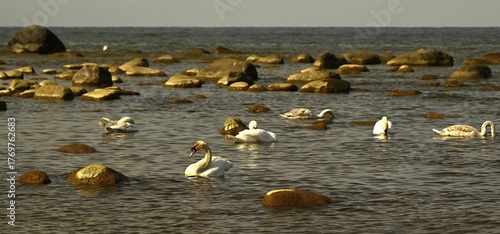 Fototapeta Naklejka Na Ścianę i Meble -  Swans swimming among coastal rocks in calm Baltic Sea water