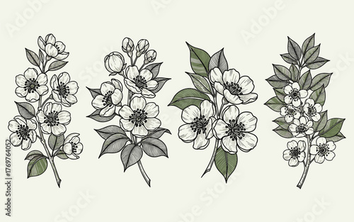 Set of four blooming apple or cherry tree branches with flowers in a vintage engraving style