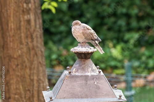 Close-up of a Eurasian collared dove resting on top of an old metal streetlamp surrounded by trees and greenery in a quiet urban park