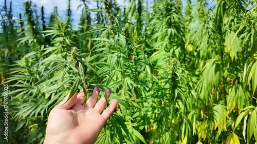 Lush green cannabis plants swaying in the wind against a clear blue sky
