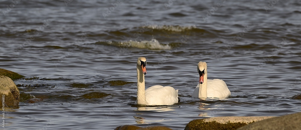 Fototapeta premium Swans swimming among coastal rocks in calm Baltic Sea water