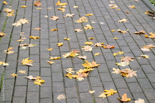 Dry yellow maple leaves laying on paving stones pedestrian walkway close up view