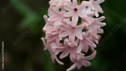 Clusters of soft pink flowers showcase their intricate petals in a vibrant garden, signaling the arrival of spring's beauty.