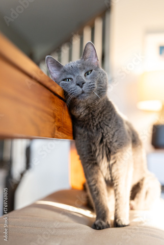 Gray cat leaning head against wooden bench, eyes half-closed