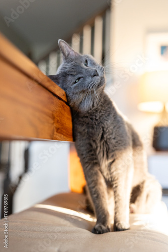Gray cat leaning head on table with relaxed expression