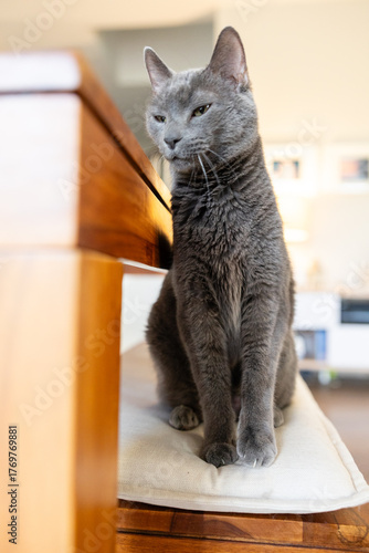 Gray cat sitting upright on cushion by wooden table