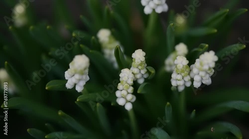 Small clusters of white flower buds emerge among vibrant green leaves in a serene garden setting during the spring bloom.