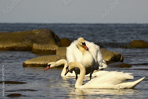 Swans swimming among coastal rocks in calm Baltic Sea water