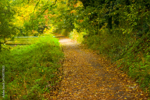 Walking through the middy forest paths around Hertford through the leaves and branches as the colder months of the year wrap themselves around the world