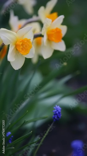 Bright yellow daffodils stand out among lush green foliage, accompanied by delicate blue grape hyacinths in a cheerful garden setting.