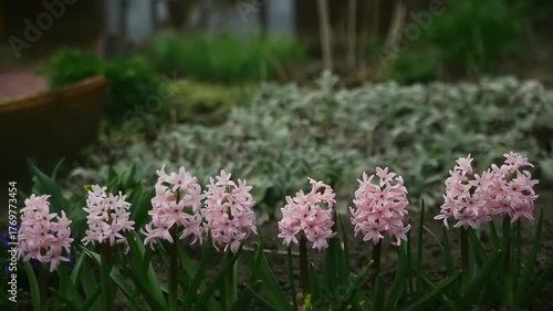 Delicate pink flowers blossom in a garden, surrounded by lush green plants during the refreshing time of early spring.