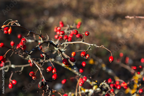 Red hawthorn berries illuminated by the sun. Autumn forest in northern Moldova.