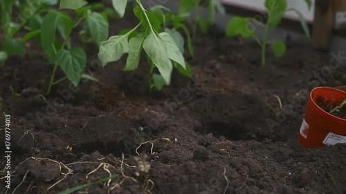 Fresh seedlings are placed in well-prepared soil with care, reflecting a dedicated spring gardening effort.