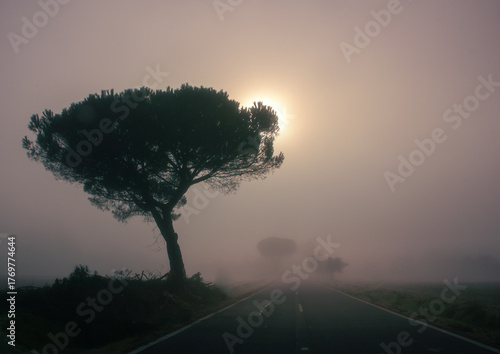 estrada com nevoeiro