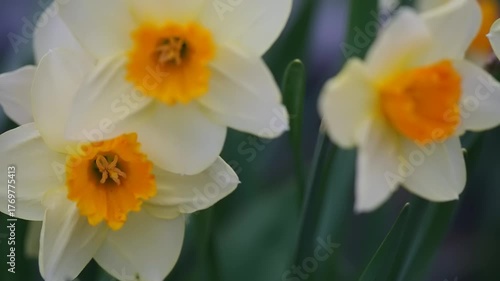 Daffodils are blooming in a garden, their bright yellow centers contrasting against soft white petals, creating a cheerful spring atmosphere.