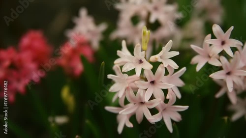 Delicate pink and white flowers thrive in a green garden, showcasing their beauty under the bright spring sunlight.