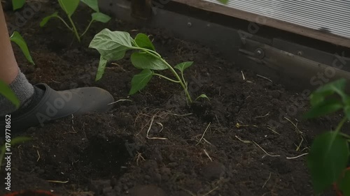 A person plants seedlings in dark soil inside a greenhouse, preparing for a fruitful growing season in early spring.