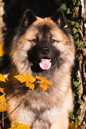 Fawn Eurasier, frontal portrait, autumn setting, vertical format