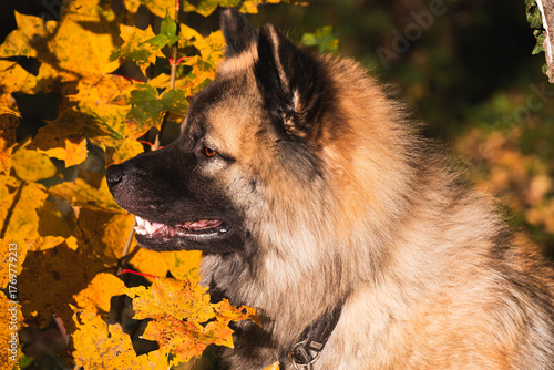 Fawn Eurasier side portrait, yellow autumn maple leaves, alert expression