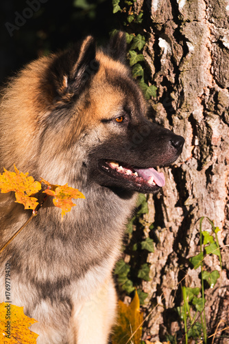 Eurasier; fawn Eurasier; Eurasier dog; side profile dog; dog looking right; dog side view; fluffy dog; Nordic breed; Spitz type dog; elegant dog; attentive dog; calm dog; gentle expression; natural po