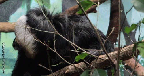 Close view of a white-faced saki monkey gripping tree branches and looking out through leaves. The animal watches quietly with tense eyes, suggesting alertness, captivity and fragile intelligence.