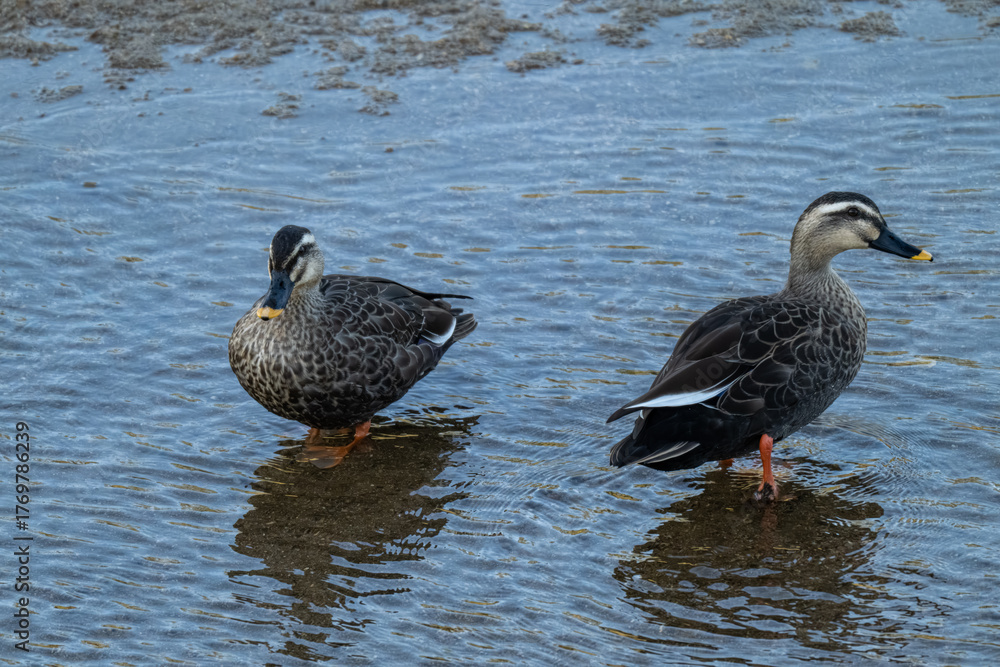 Obraz premium 물 위의 새