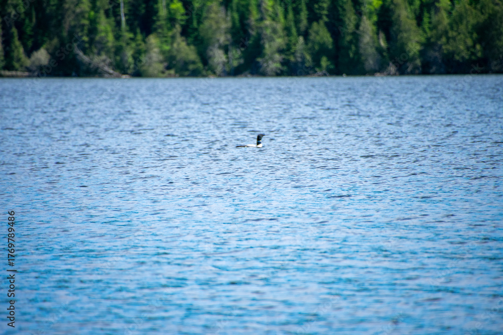 Naklejka premium Loon floating on a lake